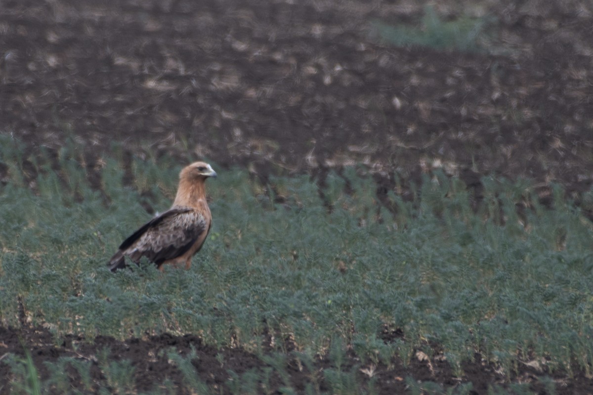 Greater Spotted Eagle - ML41810801