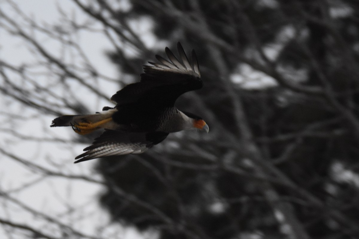 Crested Caracara (Northern) - Luke Berg