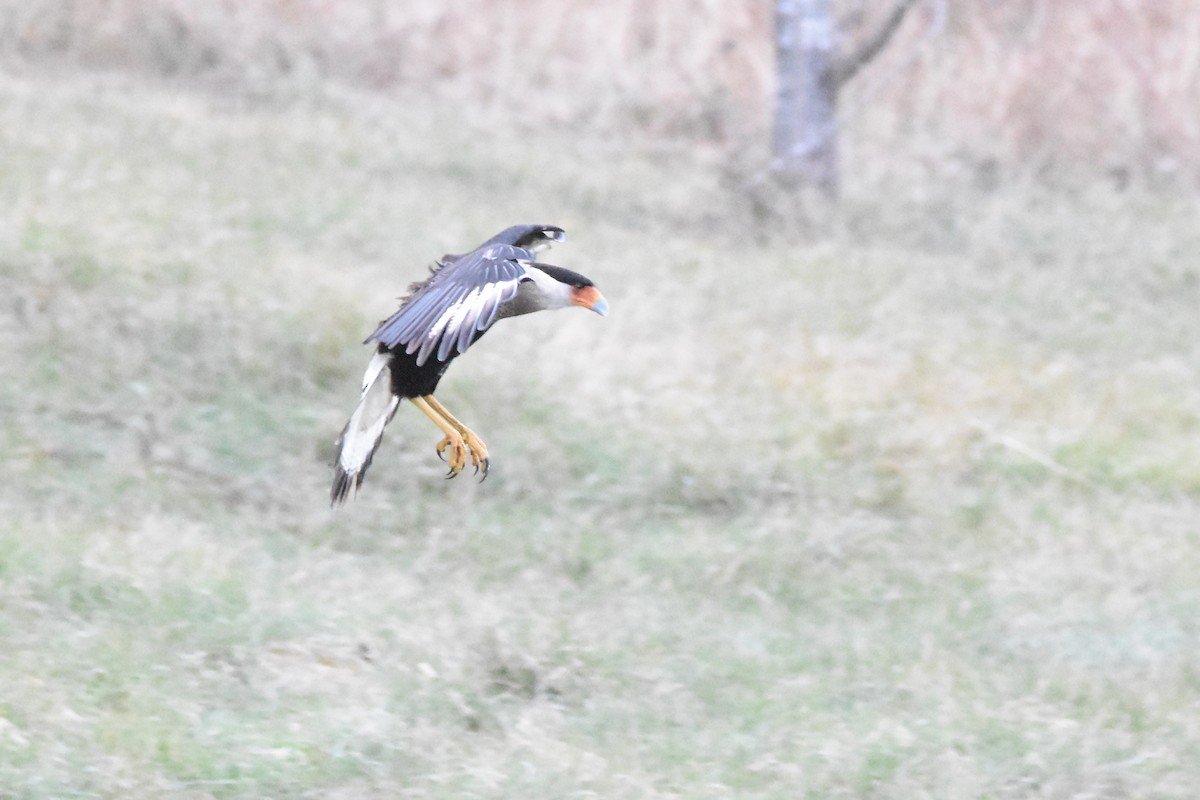 Crested Caracara (Northern) - Luke Berg