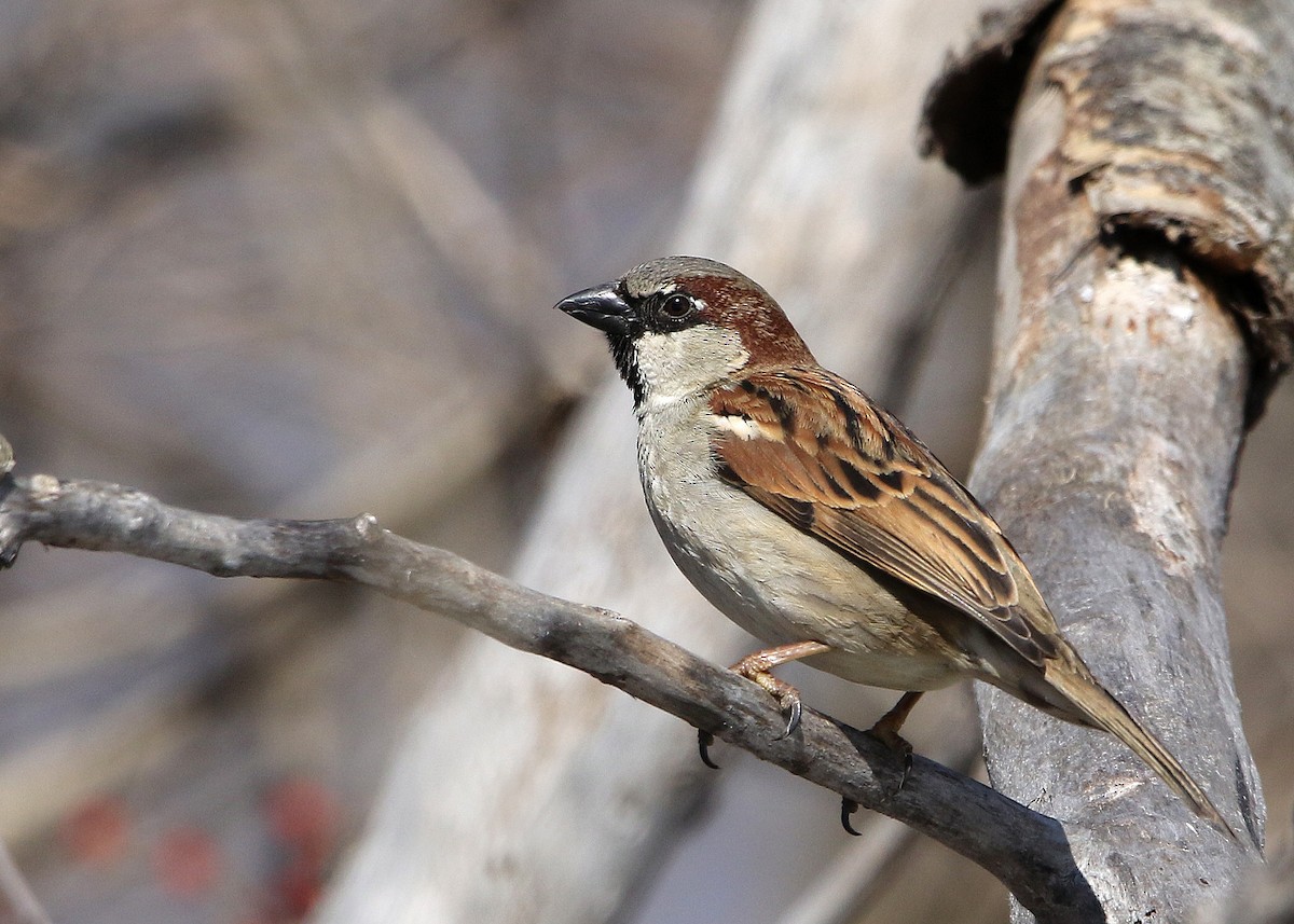 Moineau domestique - ML418108631