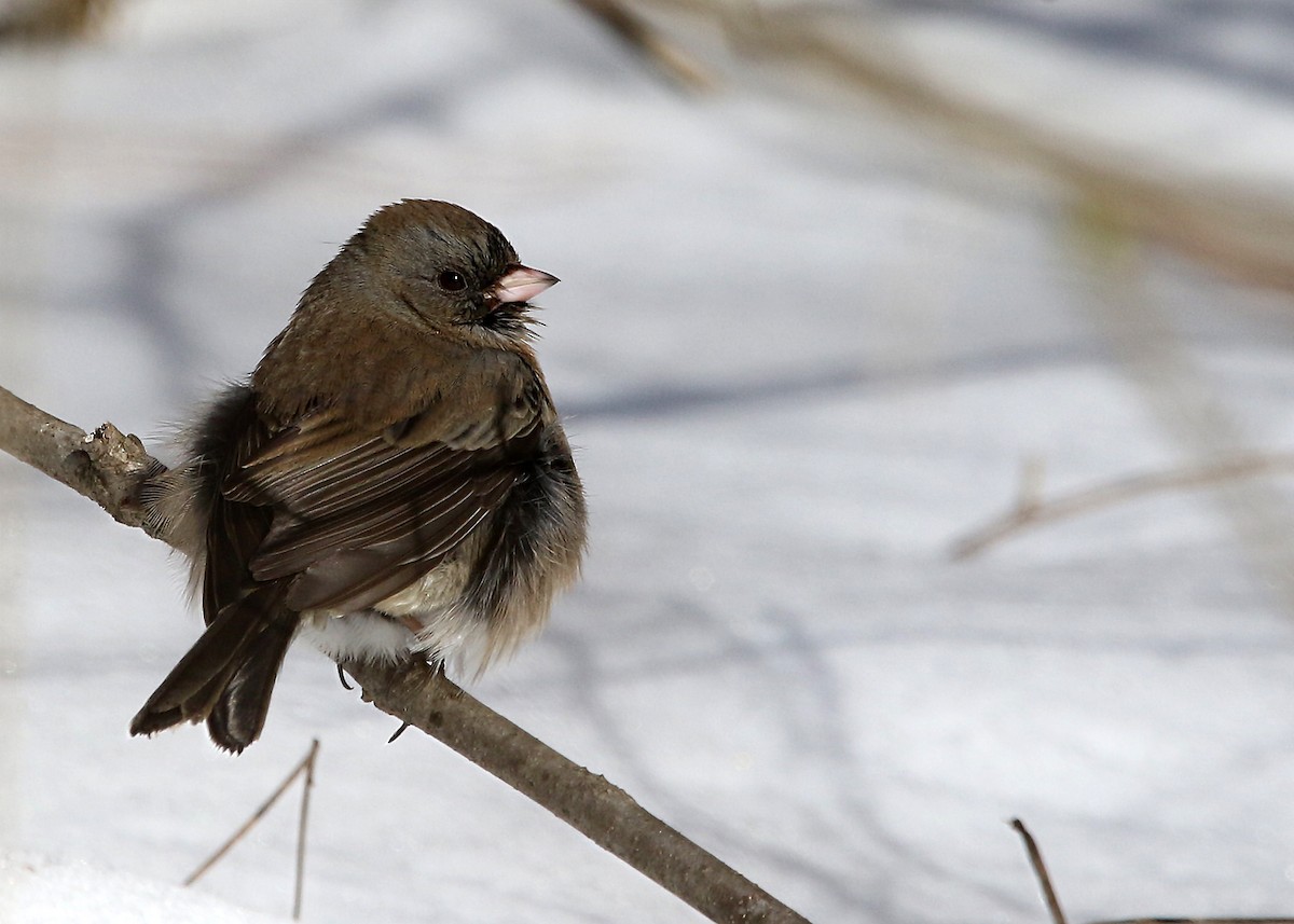Junco ardoisé - ML418108651