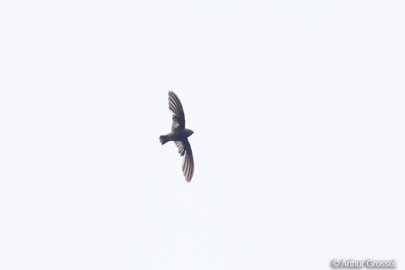 Madagascar Spinetail - ML41810881