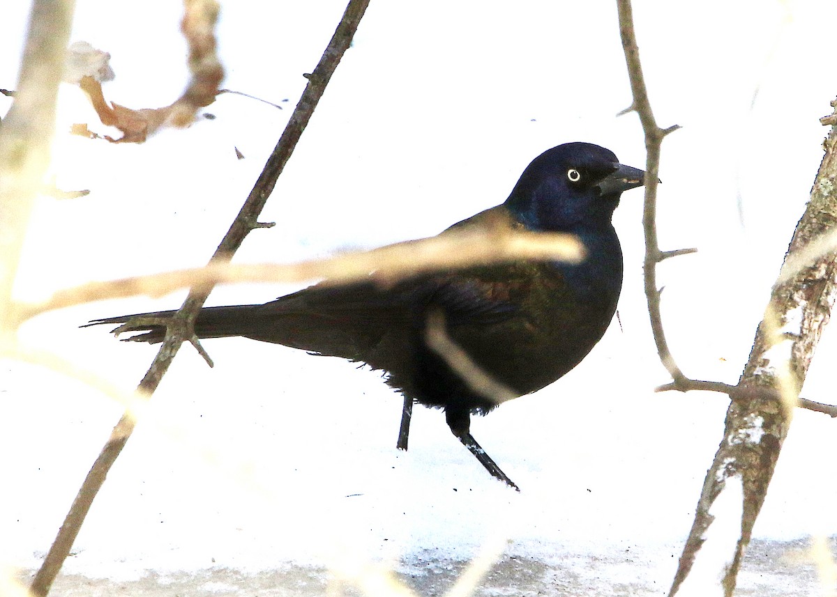 Quiscale bronzé - ML418108871