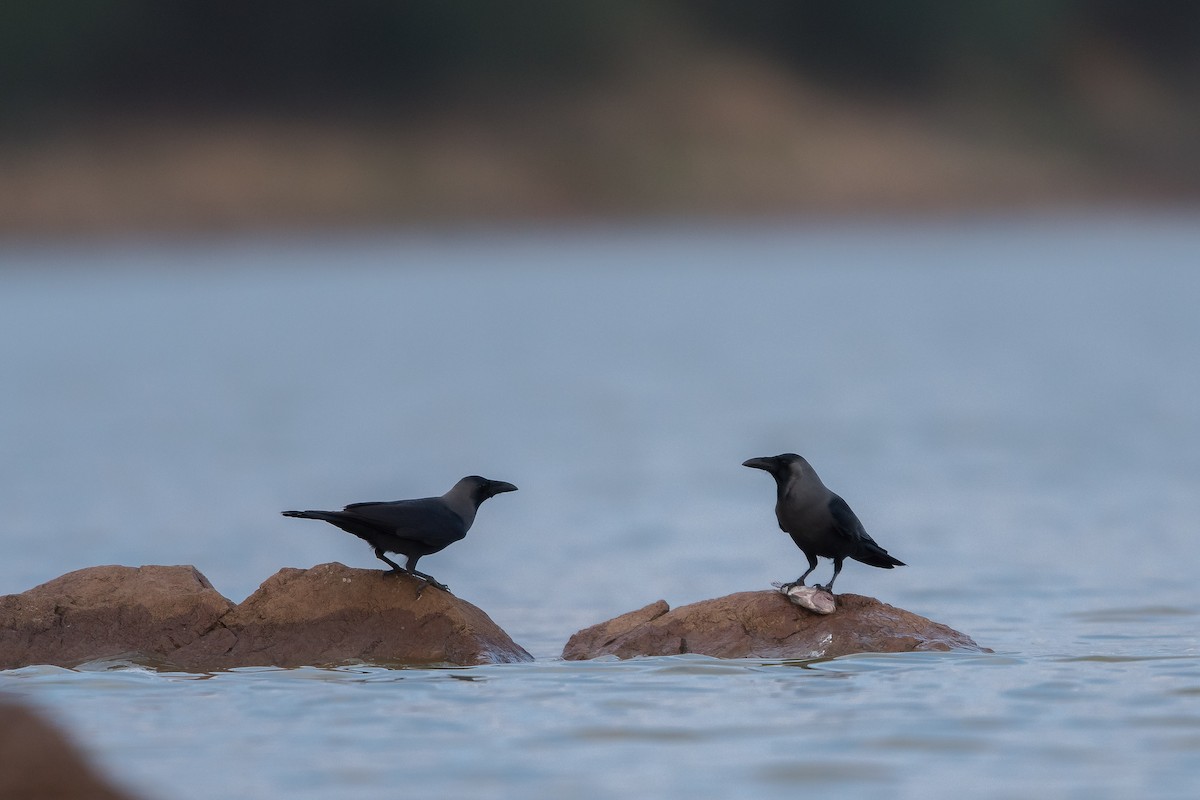 House Crow - ML41810911