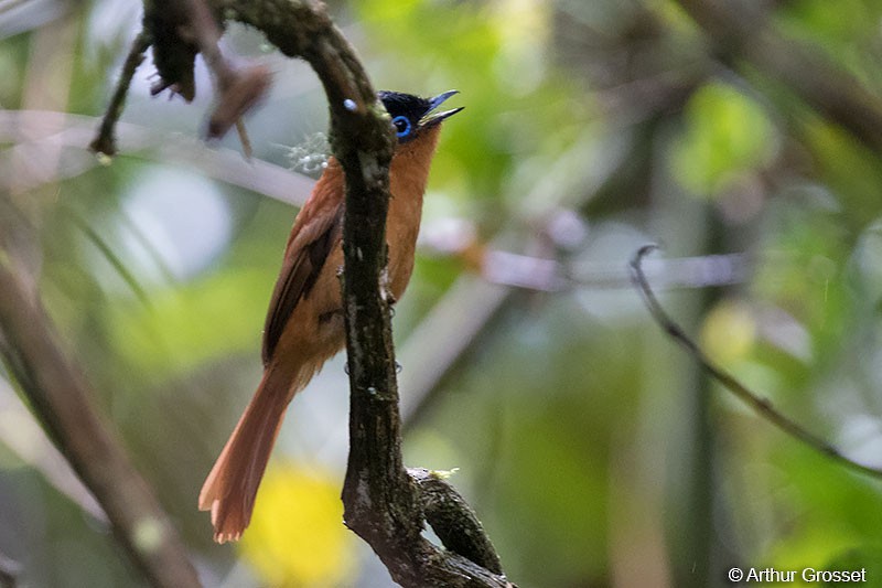 Malagasy Paradise-Flycatcher - ML41810971