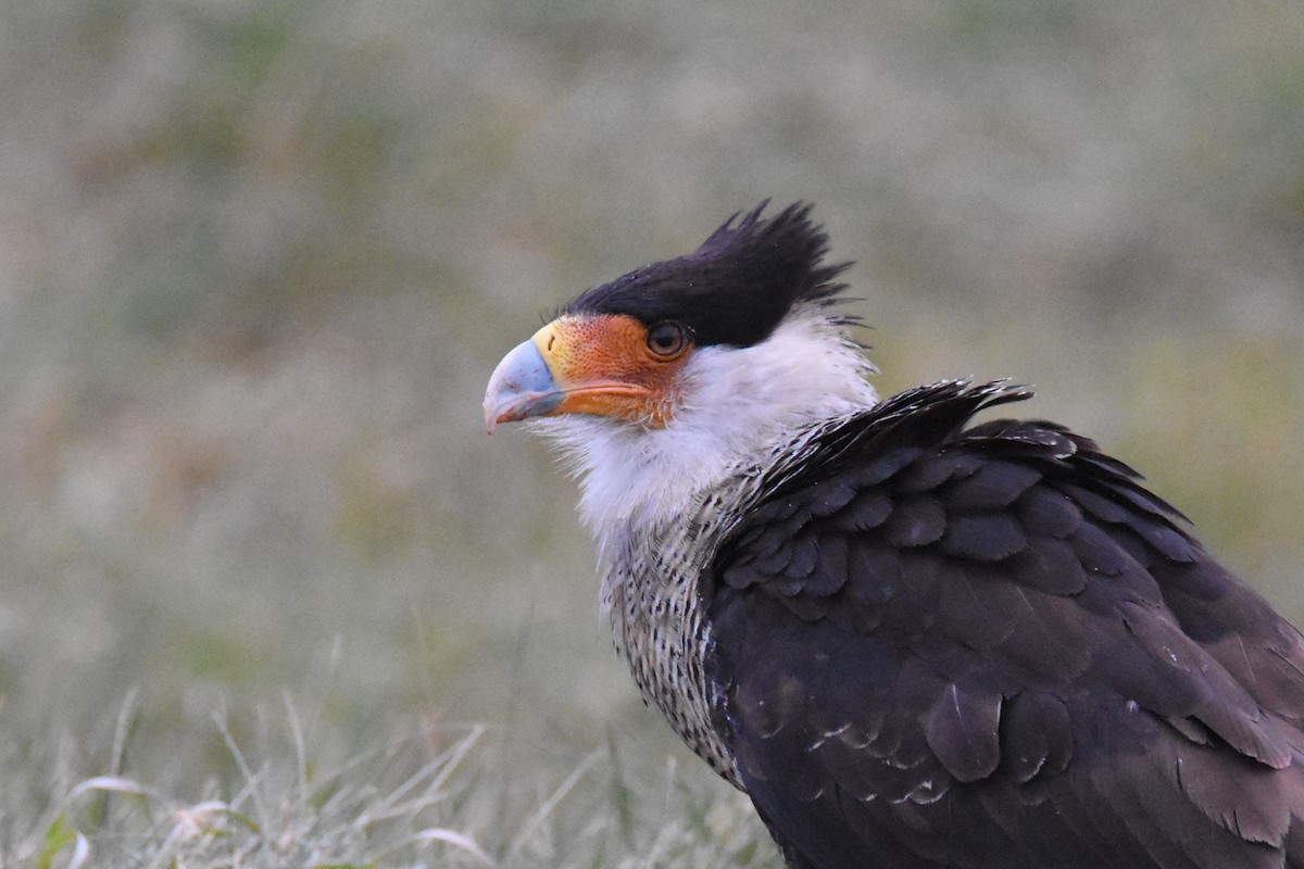 Caracara huppé (cheriway) - ML41810981