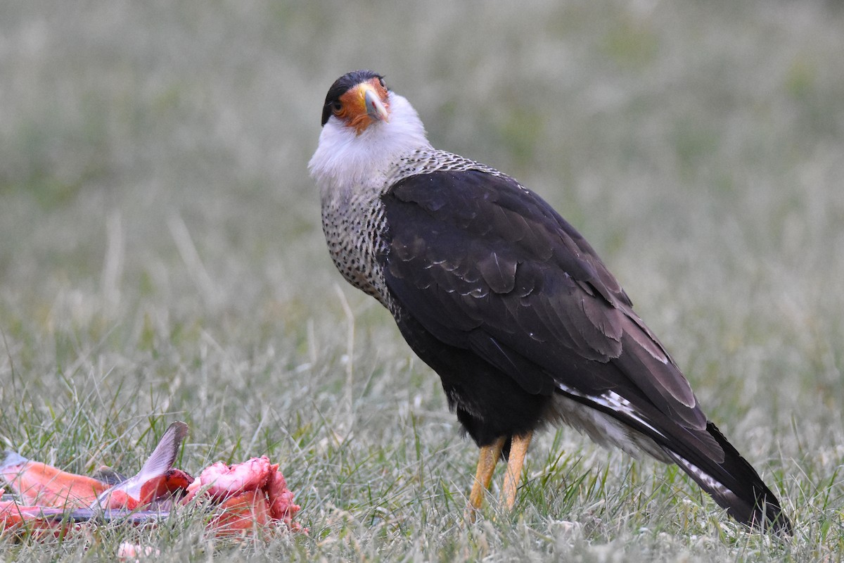 Crested Caracara (Northern) - ML41811061