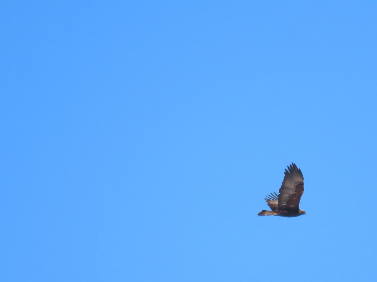 Águila Real - ML418112491