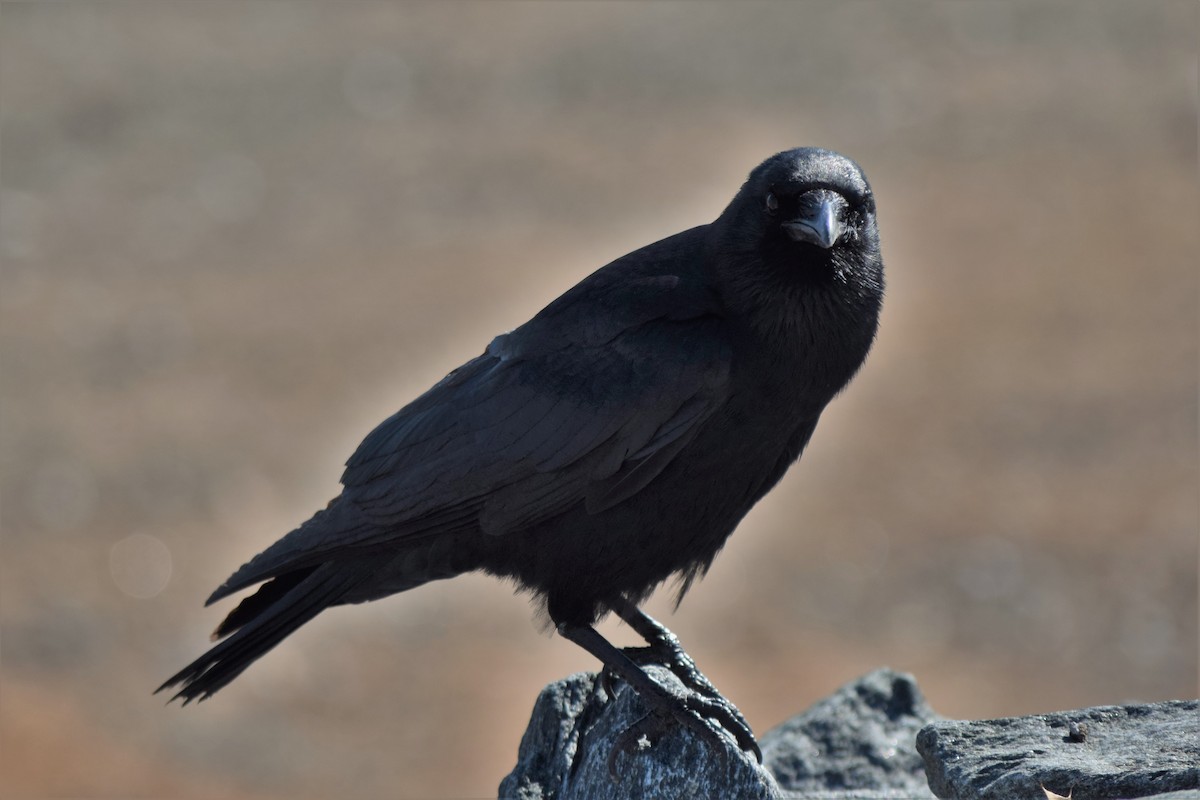 Fish Crow - ML418113301