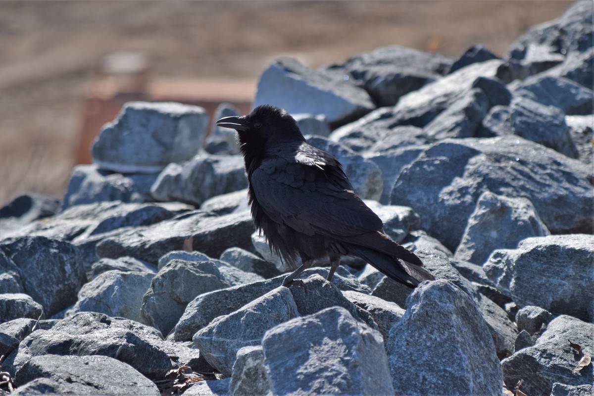 Fish Crow - ML418113311