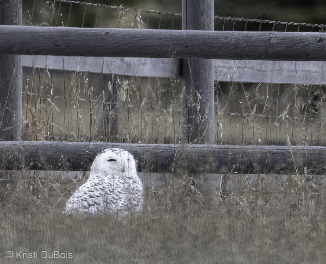 Snowy Owl - Kristi DuBois
