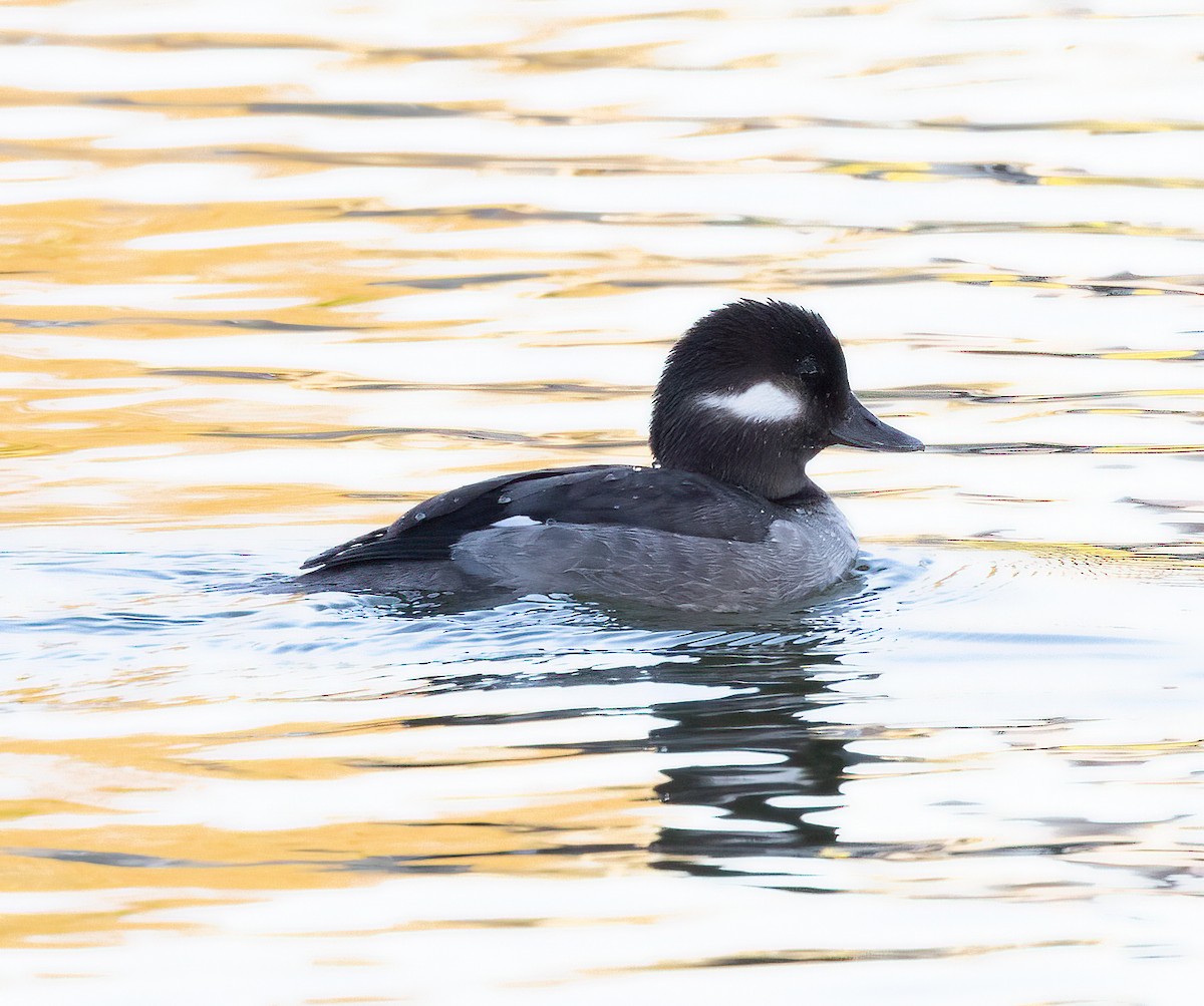 Bufflehead - ML418118541