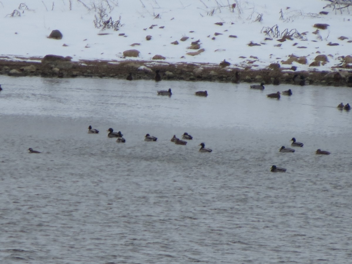 Hooded Merganser - ML41812111