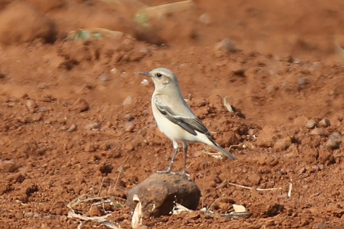 Цөлийн чогчиго - ML418121691