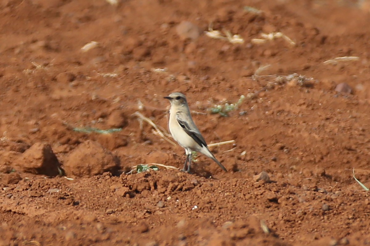 Цөлийн чогчиго - ML418121711