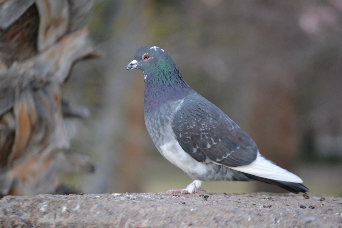 Rock Pigeon (Feral Pigeon) - ML418121771