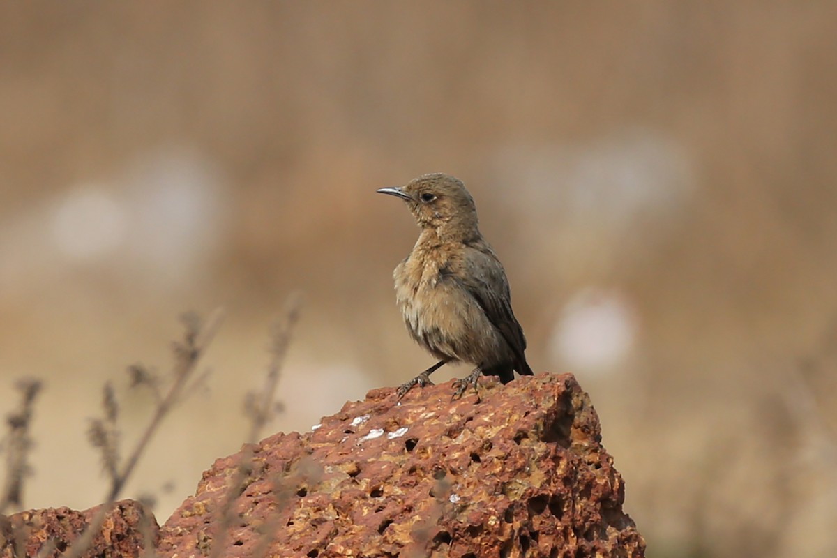 Brown Rock Chat - ML418121821