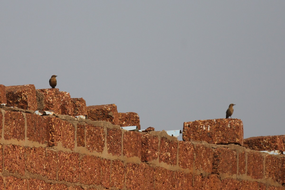 Brown Rock Chat - ML418121861
