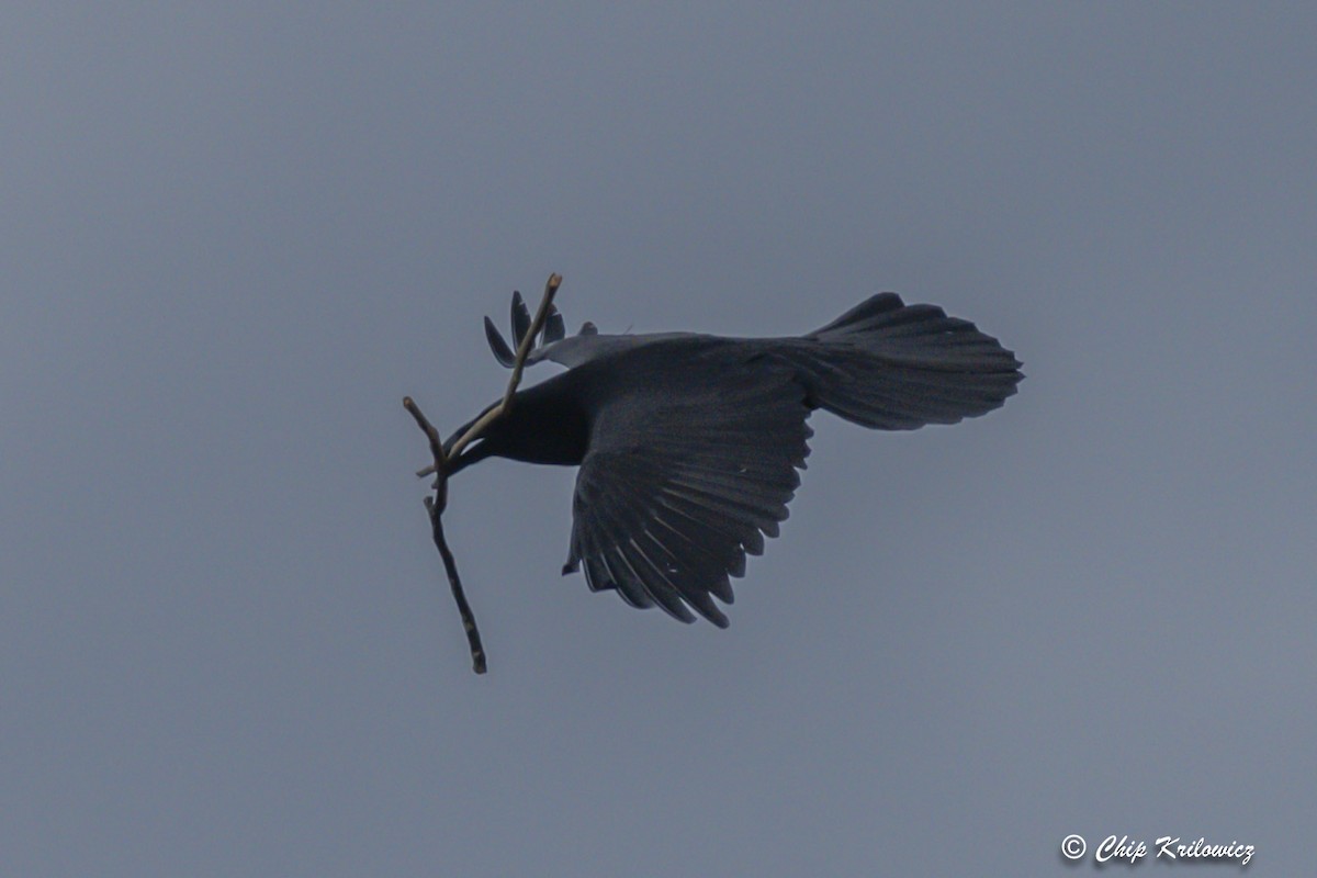 Common Raven - ML418122691