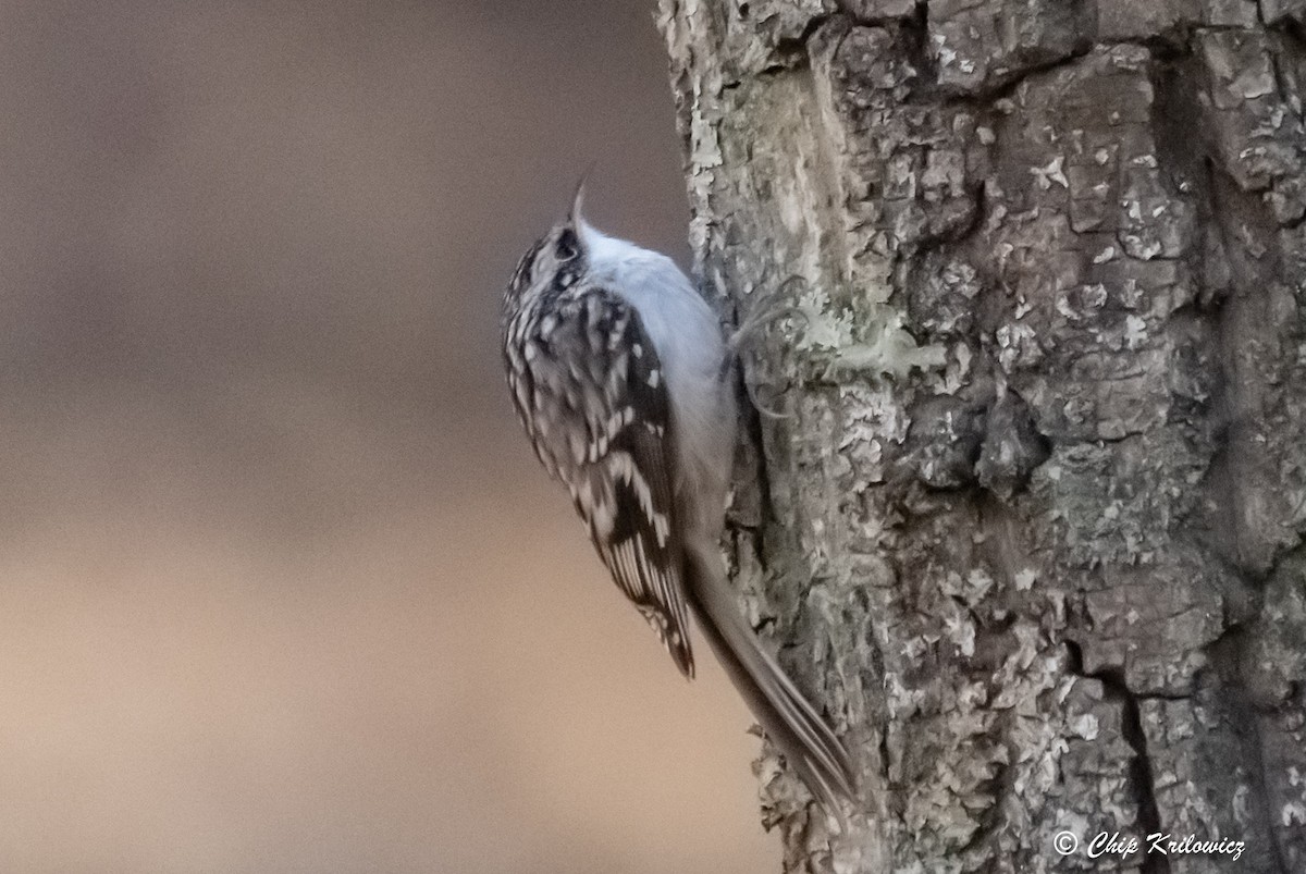 Brown Creeper - ML418123611