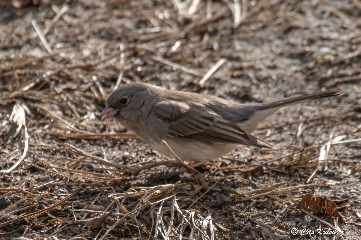 Dark-eyed Junco - Chip Krilowicz