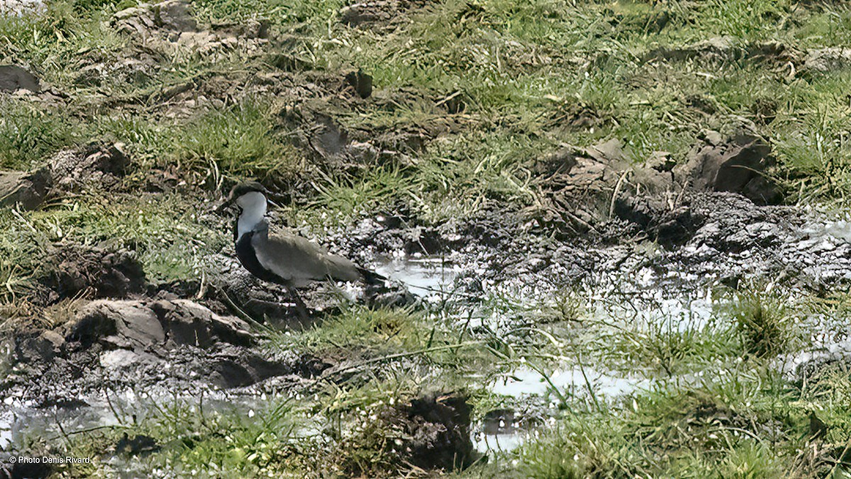 Spur-winged Lapwing - ML418126611
