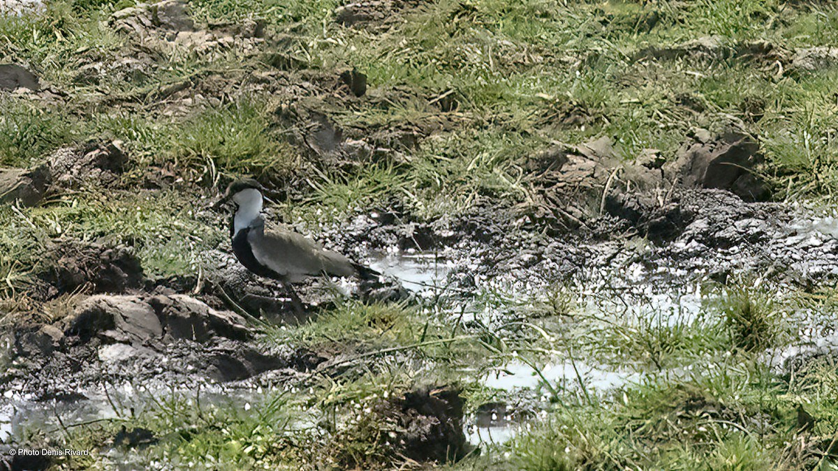 Spur-winged Lapwing - Denis Rivard