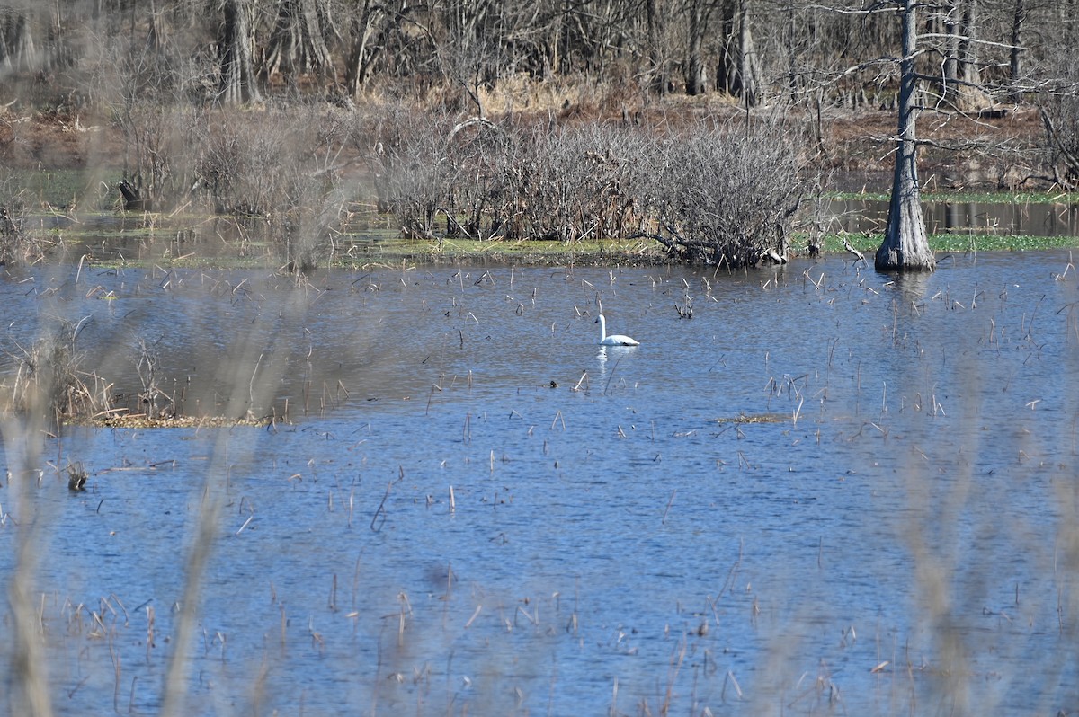 Trumpeter/Tundra Swan - ML418126881