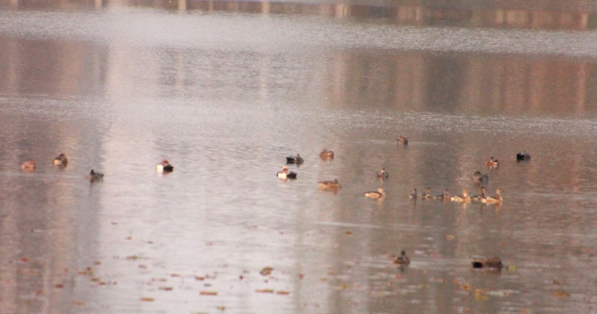 Red-crested Pochard - ML418128341