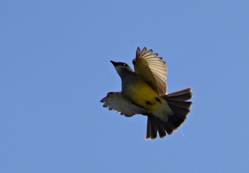 Cassin's Kingbird - Annette Teng