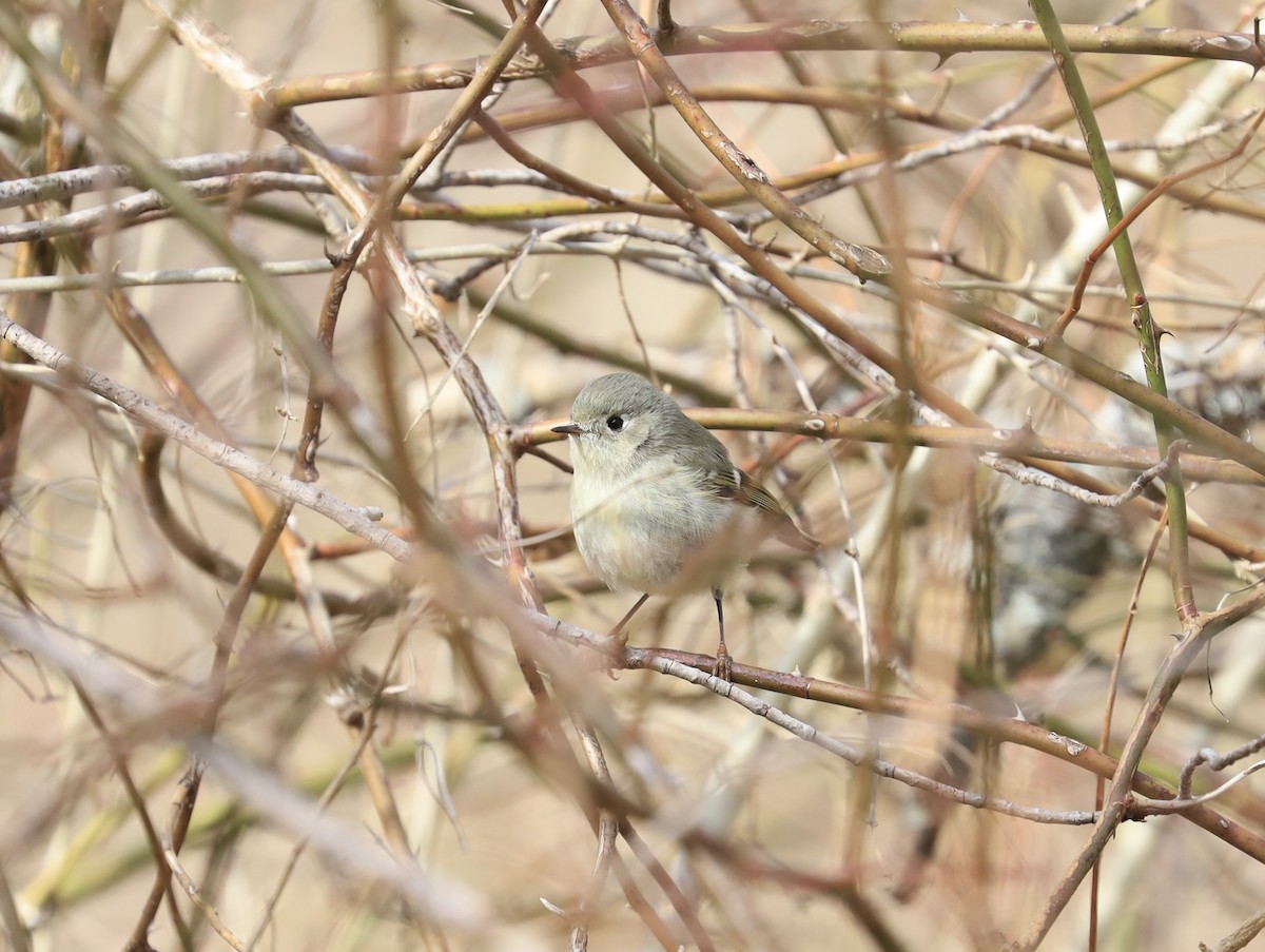 Ruby-crowned Kinglet - Erik Nielsen