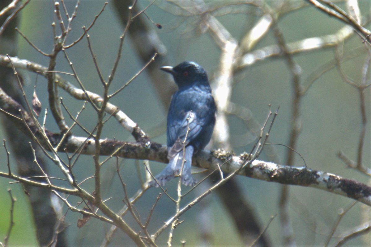 Drongo bronzé - ML418136861