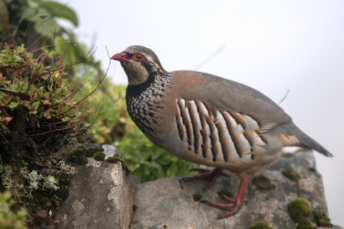 Red-legged Partridge - ML418137041