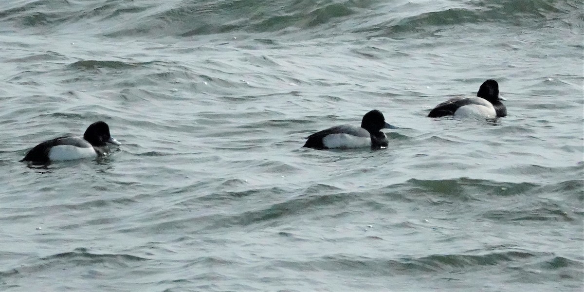 Greater Scaup - ML418137471