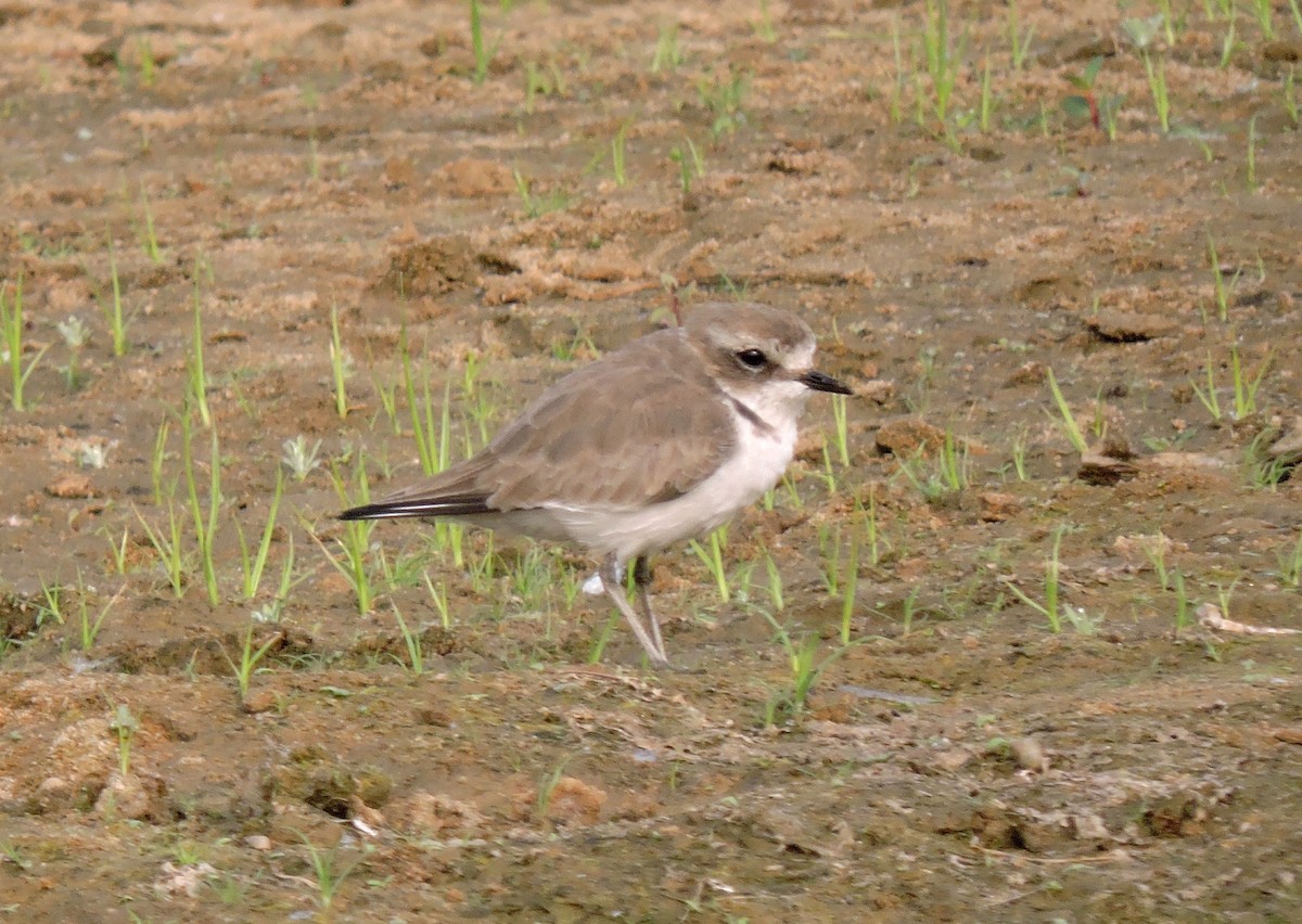 Kentish Plover - ML41813861