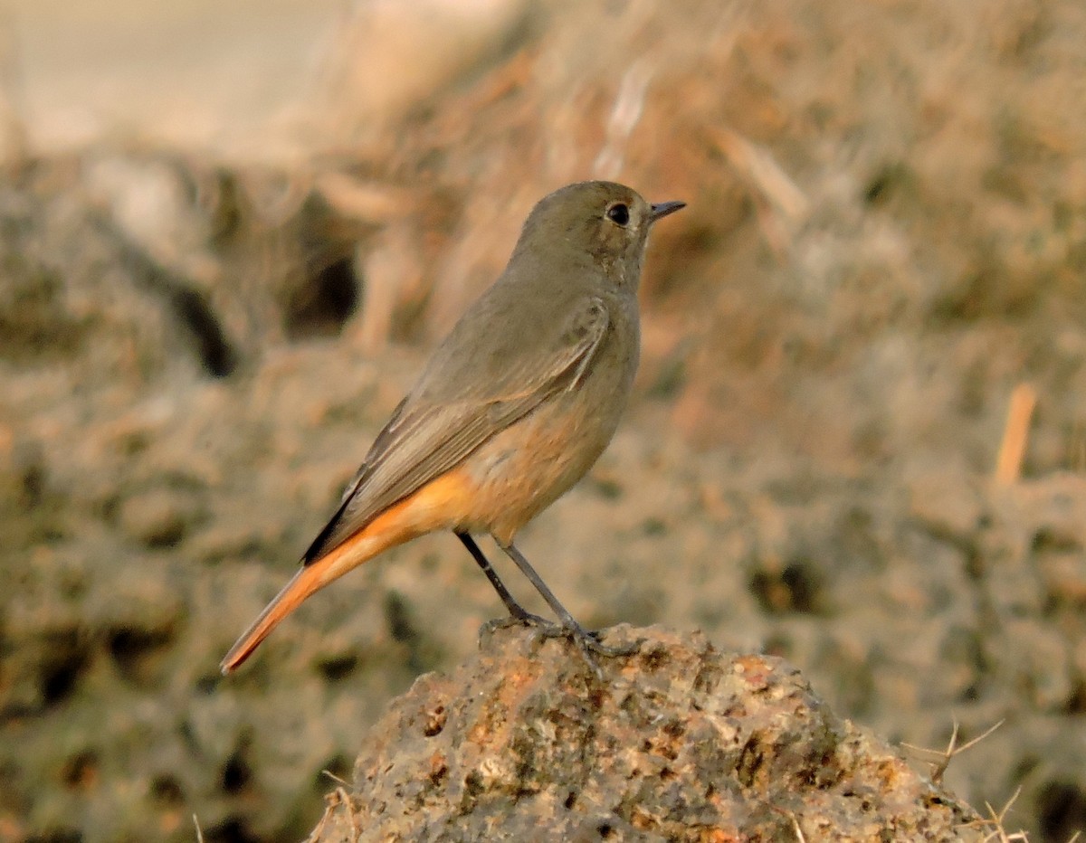 Black Redstart - ML41813901