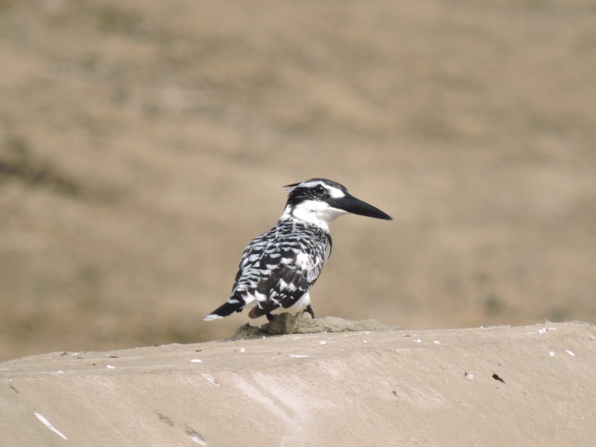 Pied Kingfisher - ML41813961