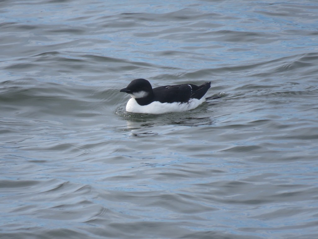 Thick-billed Murre - ML418139951