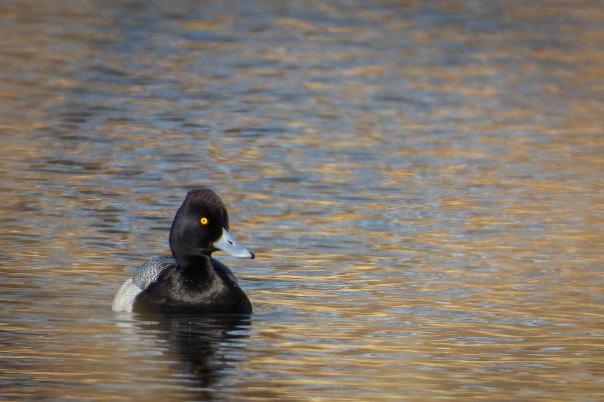 Lesser Scaup - Adrianh Martinez-Orozco