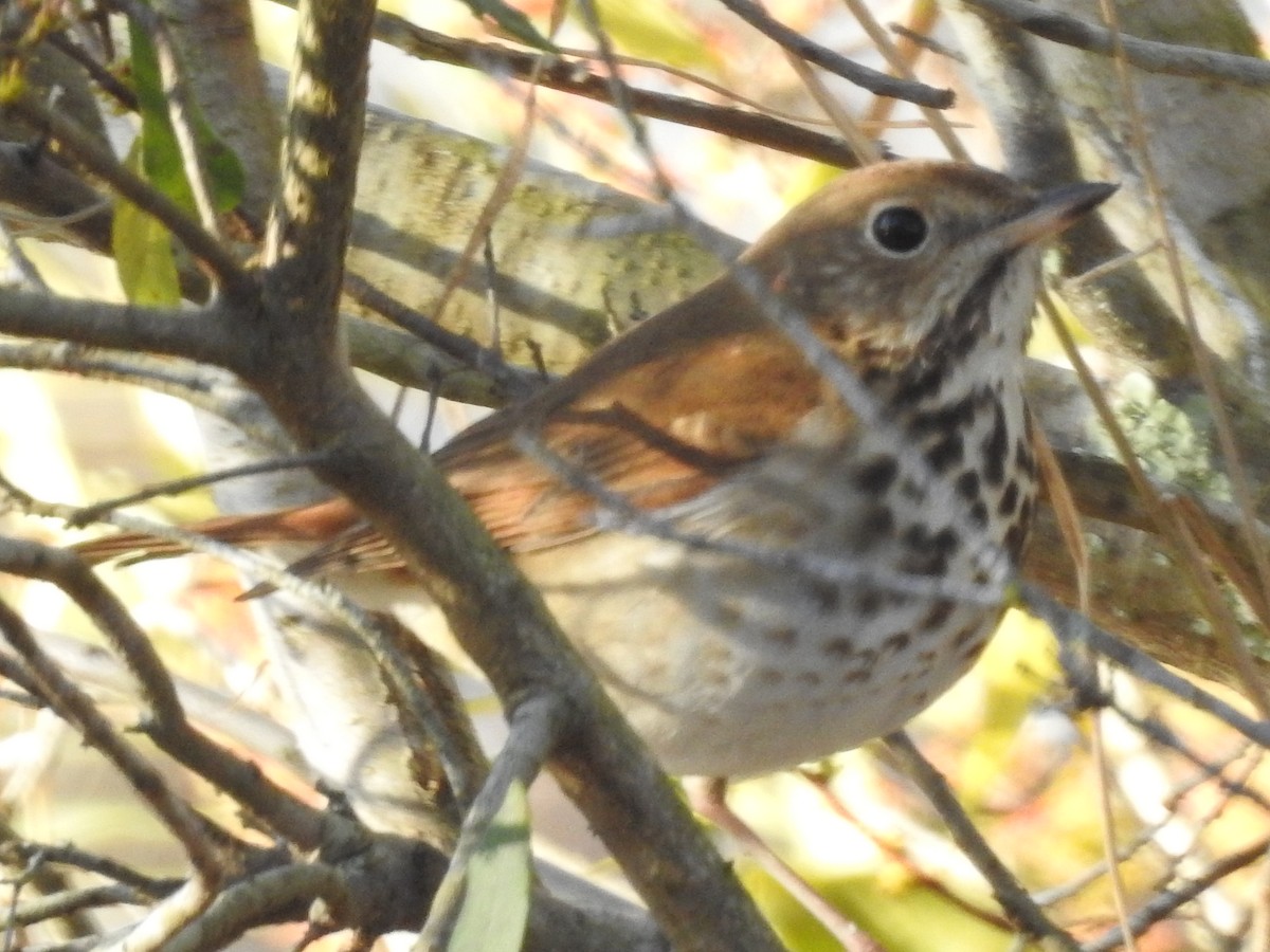 Hermit Thrush - ML418141491