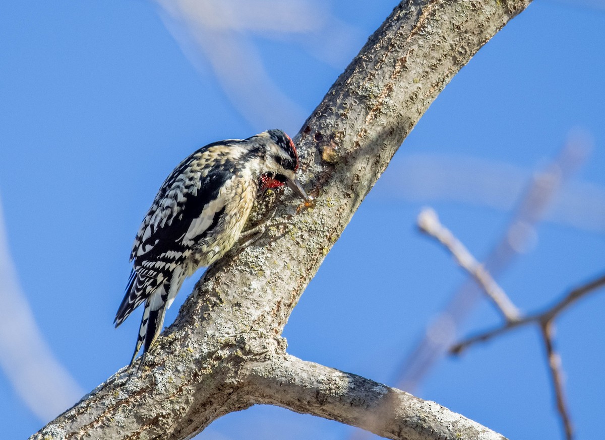 Yellow-bellied Sapsucker - Jeff Timmons