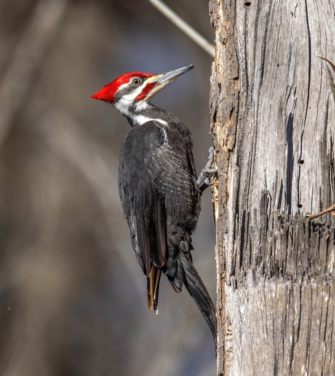 Pileated Woodpecker - Jeff Timmons