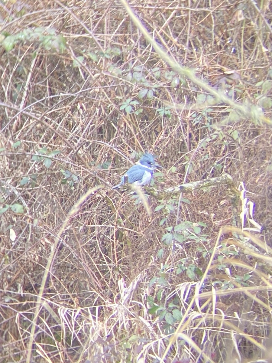 Belted Kingfisher - ML418142361