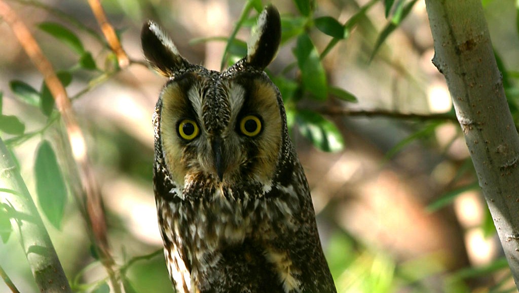 Long-eared Owl - ML418142791