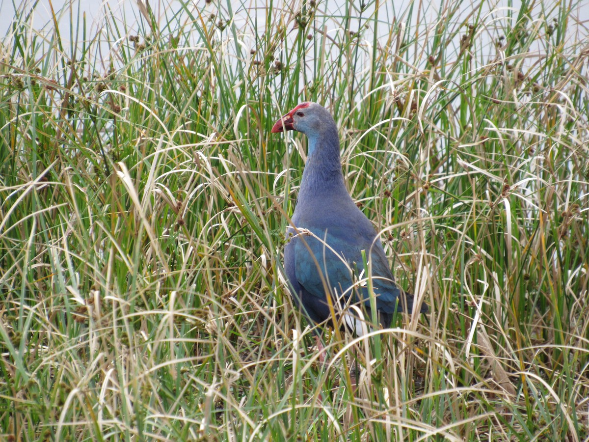 Gray-headed Swamphen - ML418143531