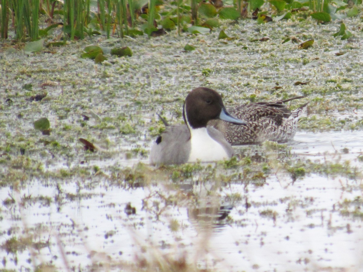 Northern Pintail - ML418143781