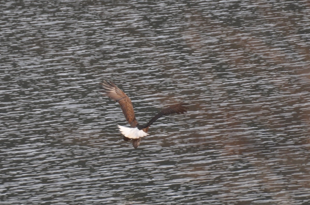 Bald Eagle - ML418143901