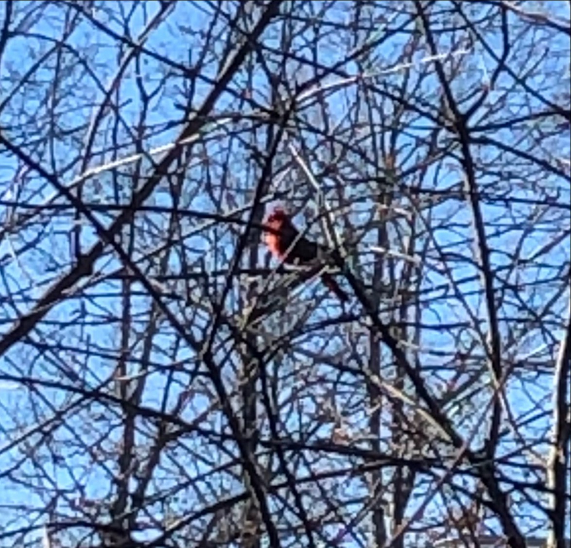 Northern Cardinal - ML418143961