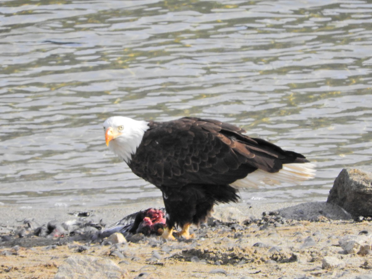 Weißkopf-Seeadler - ML418144701