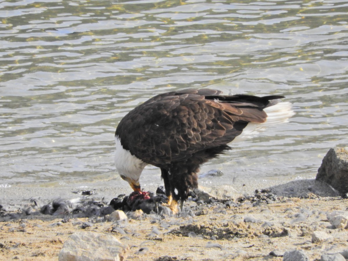 Bald Eagle - ML418145101